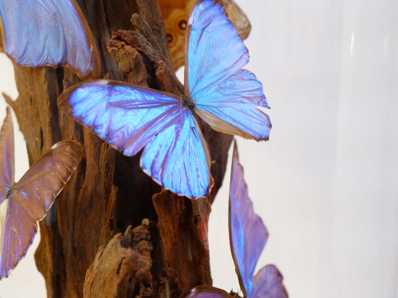 The Azure Mirage