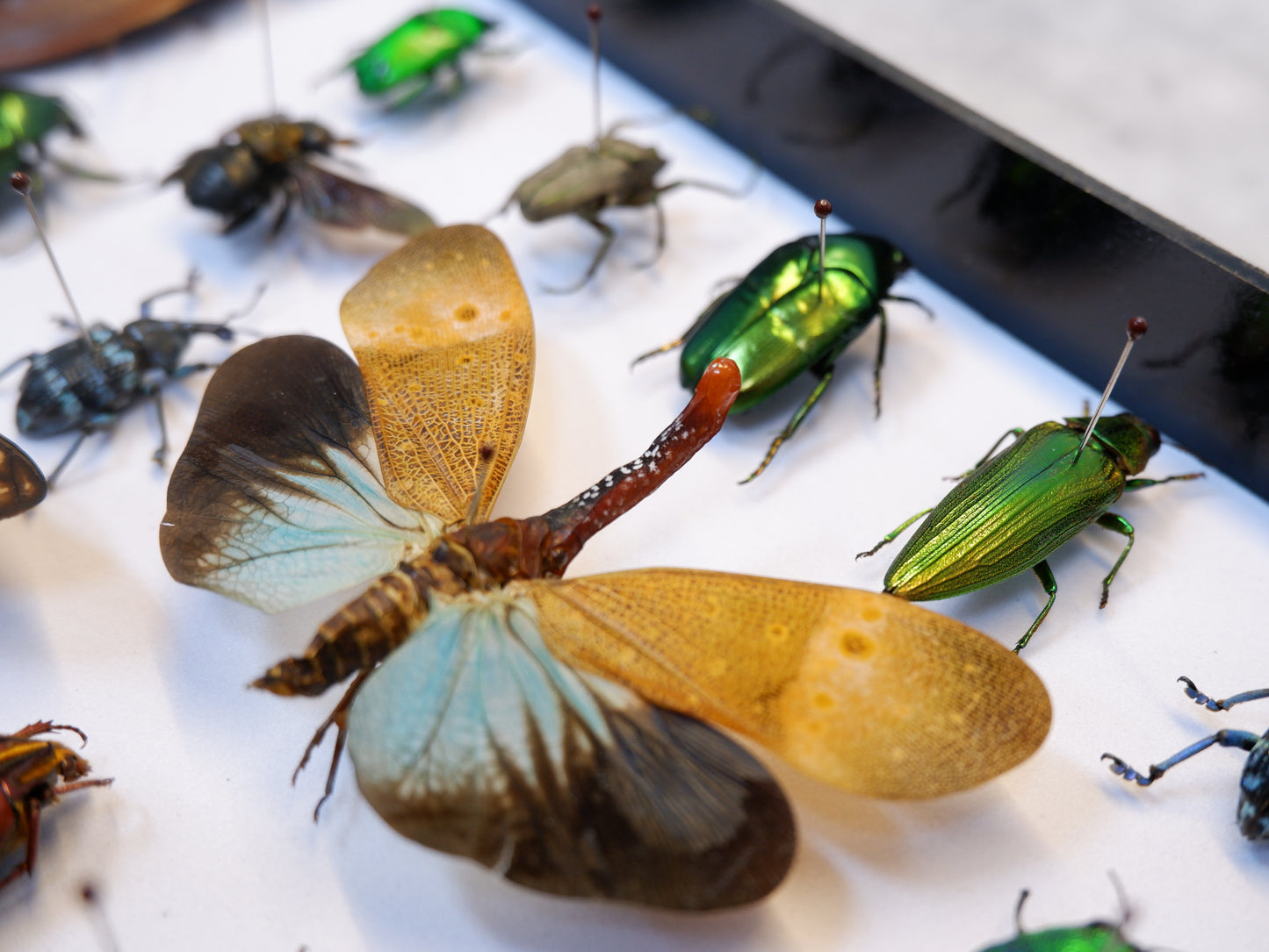 Singapore Beetle Collection 2