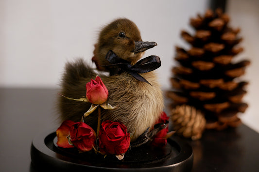 Chicky / Duckling Dome Workshop