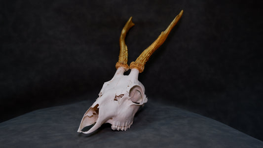 Deer Skull Gold Horns