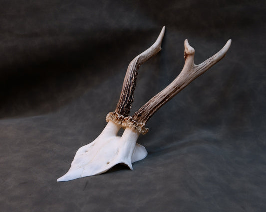 Deer Skull (Cap)