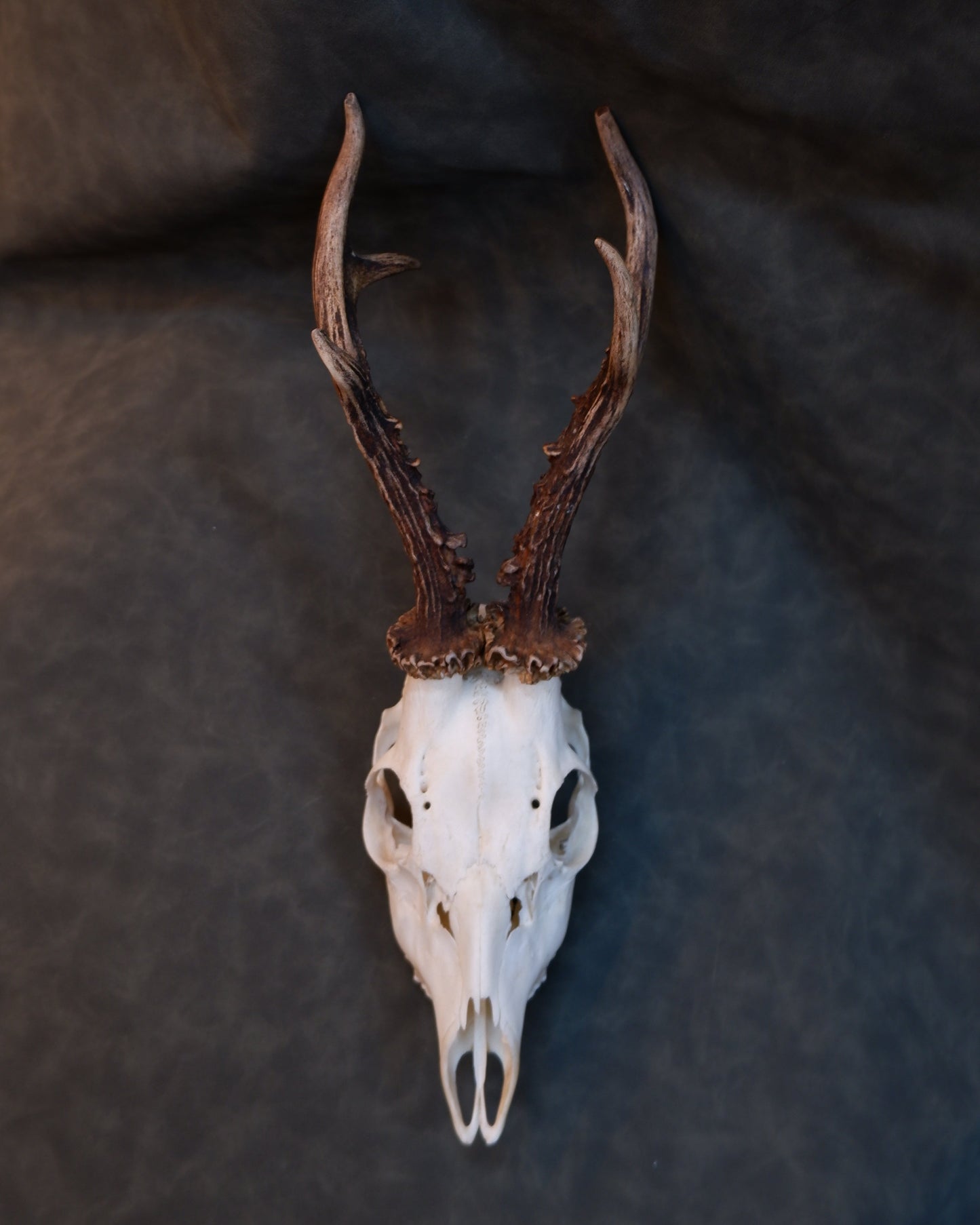 Deer Skull (a)