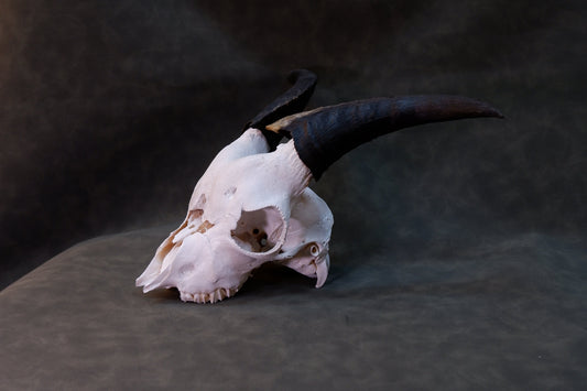 Baby Goat Skull