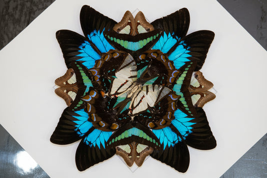 Butterfly Mandala Frame Workshop : Wings in Symmerty
