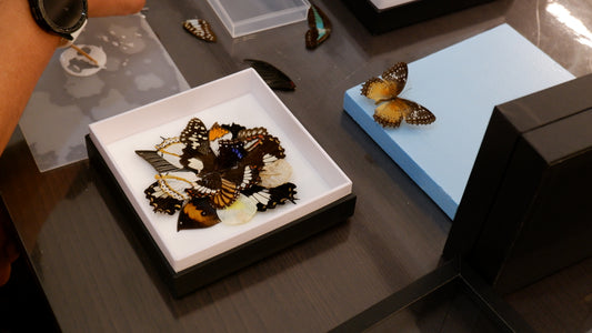 Butterfly Mandala Frame Workshop : Wings in Symmerty