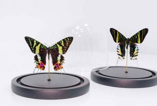 Madagascar Moth Dome