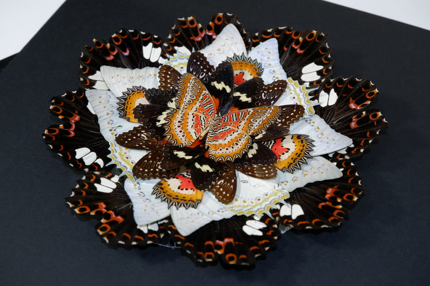Butterfly Mandala Frame Workshop : Wings in Symmerty