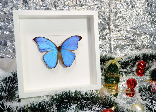 Morpho Didus Frame (Single)