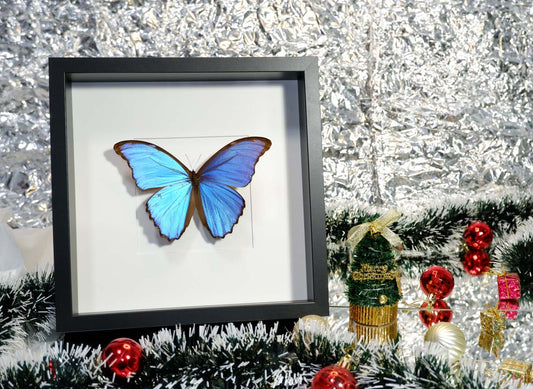 Morpho Didus Frame (Single)