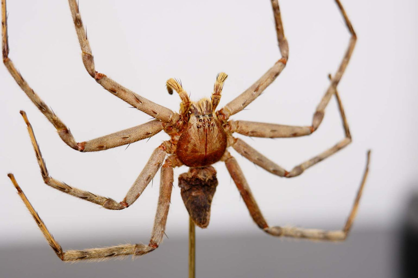 Huntsman Spider Dome