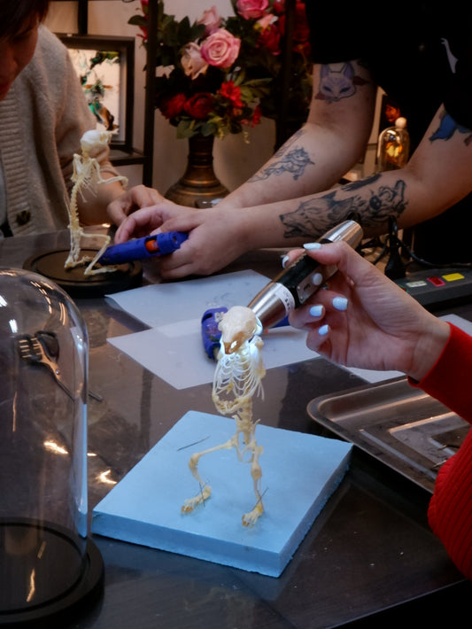 Skeleton Artriculation Workshop