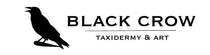Black Crow Taxidermy & Art