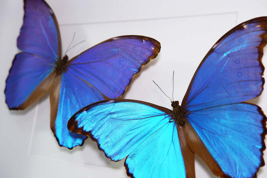 Morpho Didus Frame (Twin)