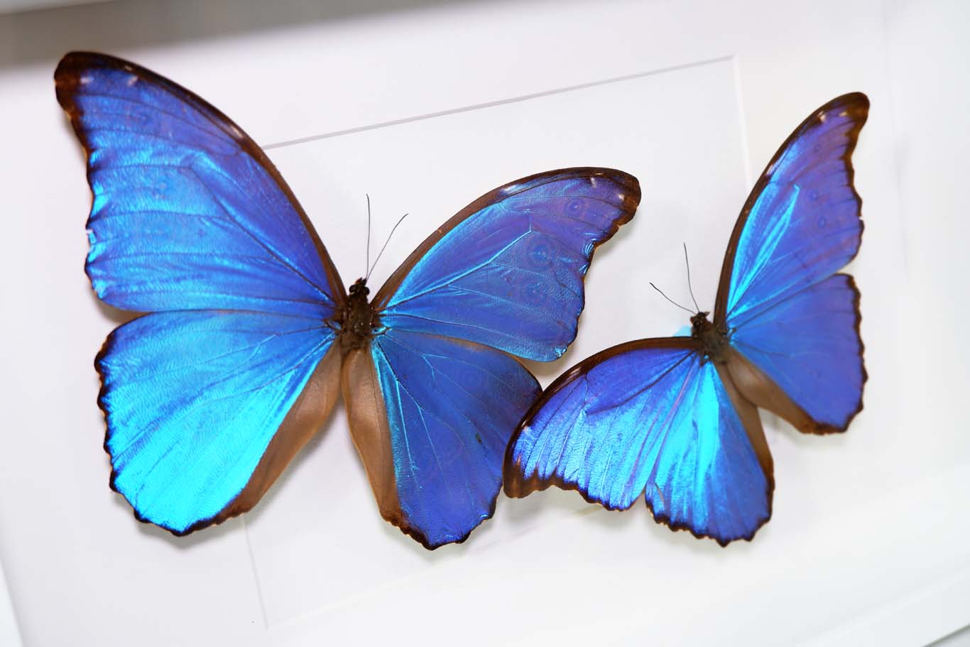 Morpho Didus Frame (Twin)