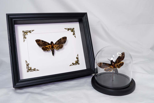 Death's Head Hawkmoth