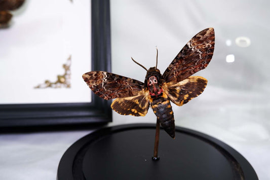 Death's Head Hawkmoth