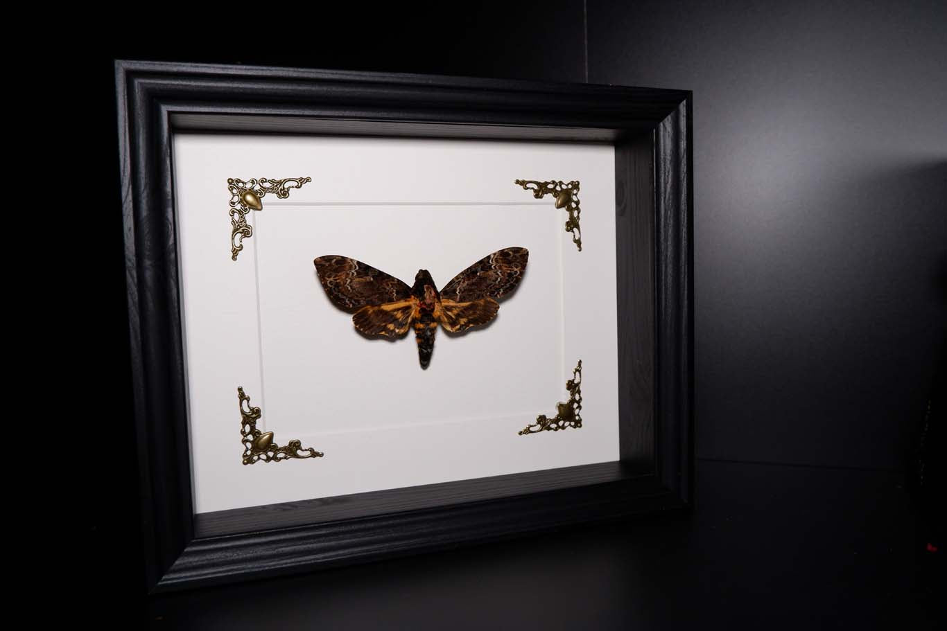 Death's Head Hawkmoth