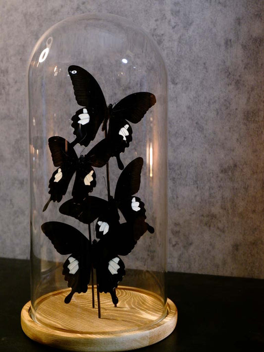 Red Helen Butterfly Dome