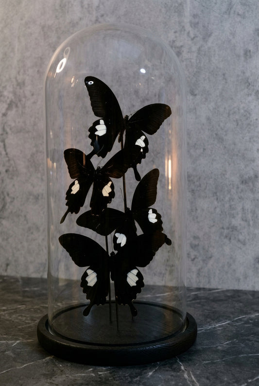 Midnight Elegance | Red Helen Butterfly Glass Dome