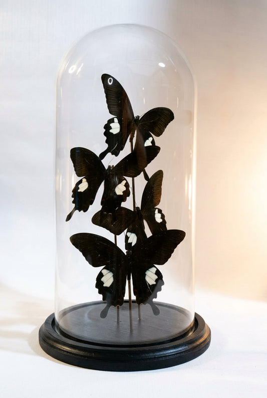 Midnight Elegance | Red Helen Butterfly Glass Dome