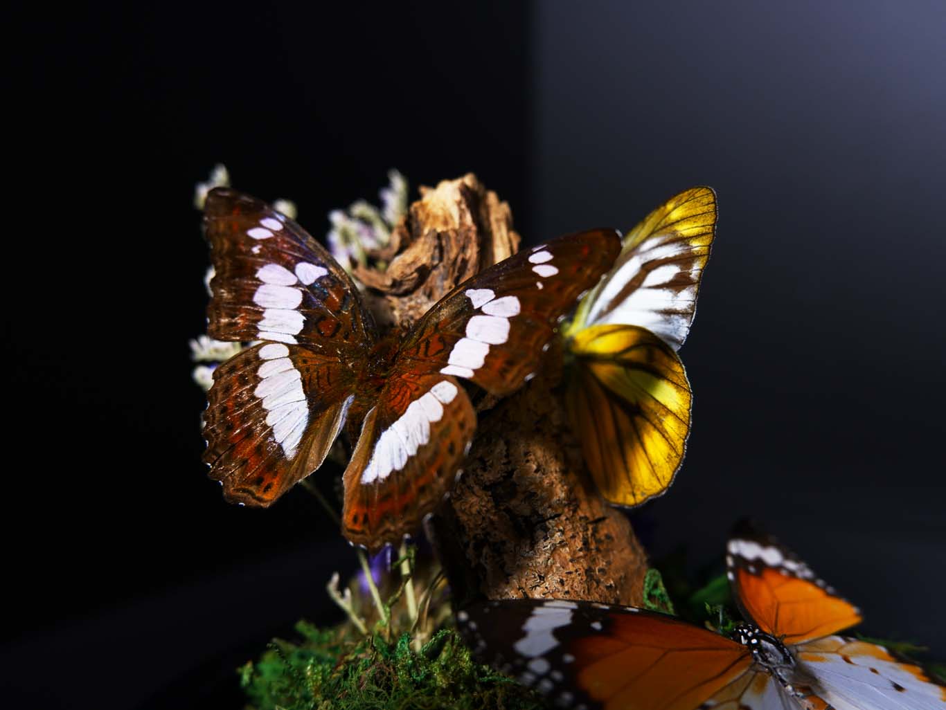 Butterflies (Unpinned)