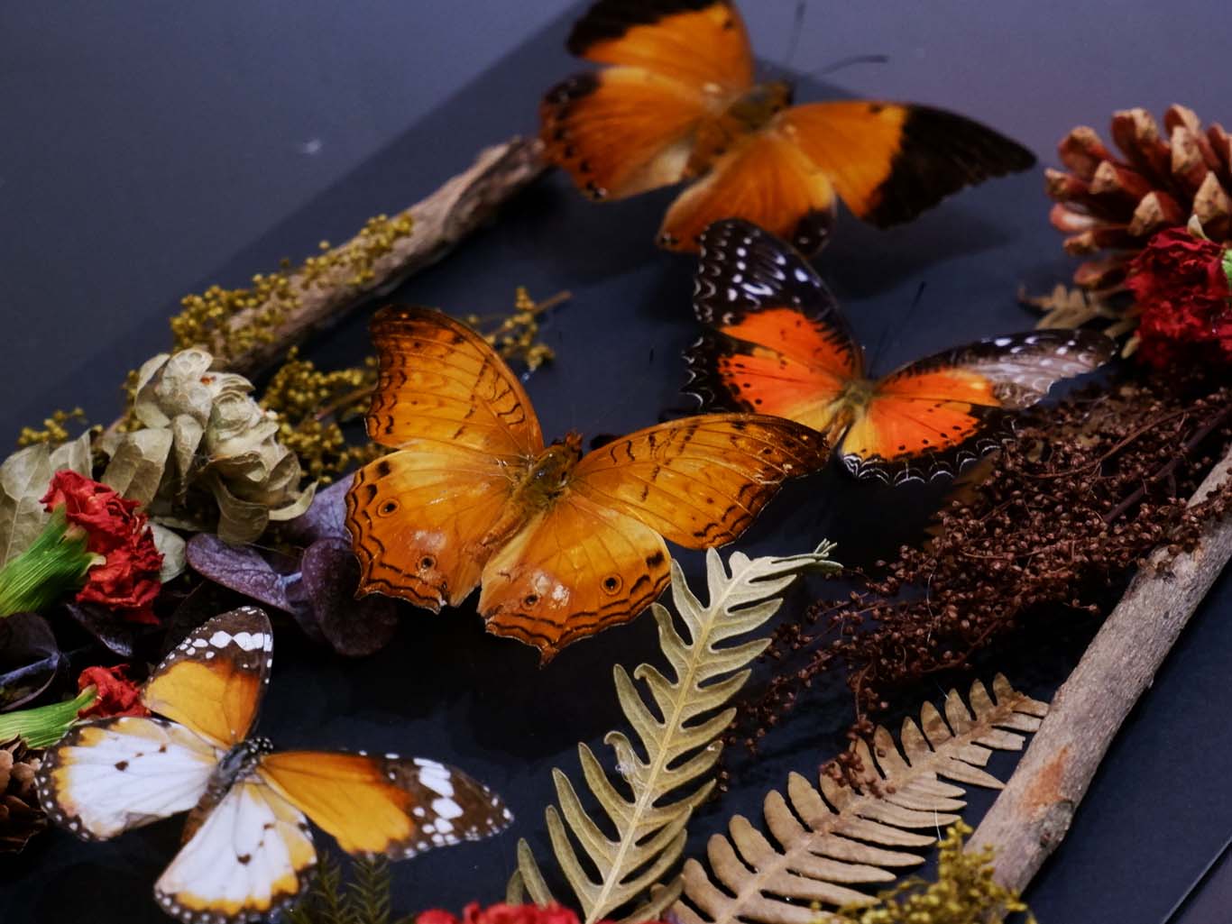 Butterflies (Unpinned)