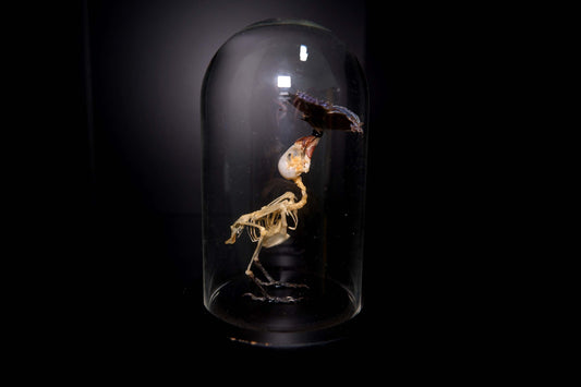 Finch Skeleton (Adult)