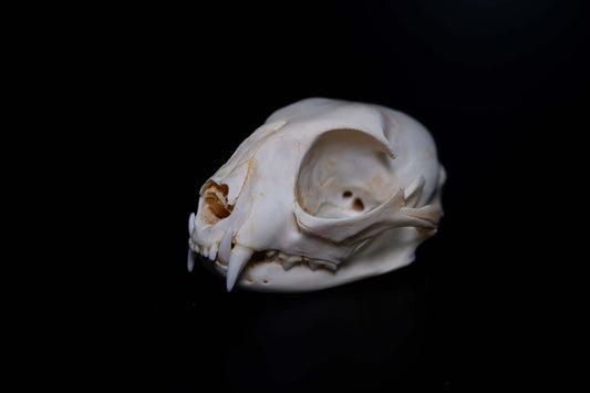 Cat Skull - Complete