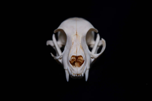 Cat Skull - Complete