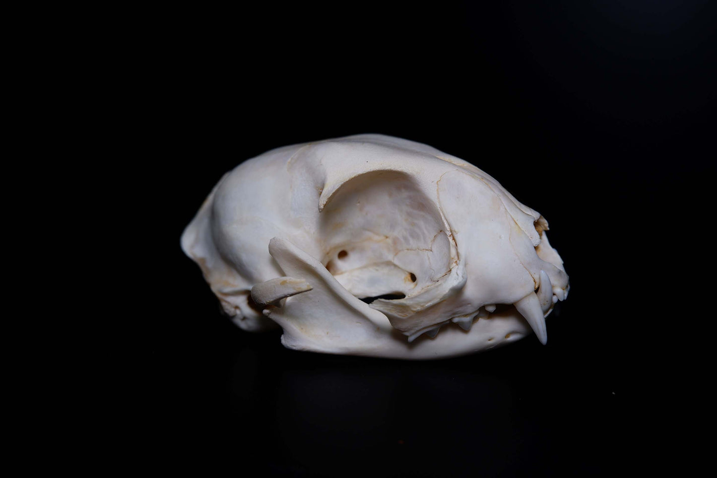 Cat Skull - Complete