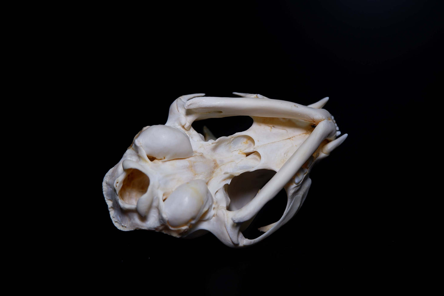 Cat Skull - Complete