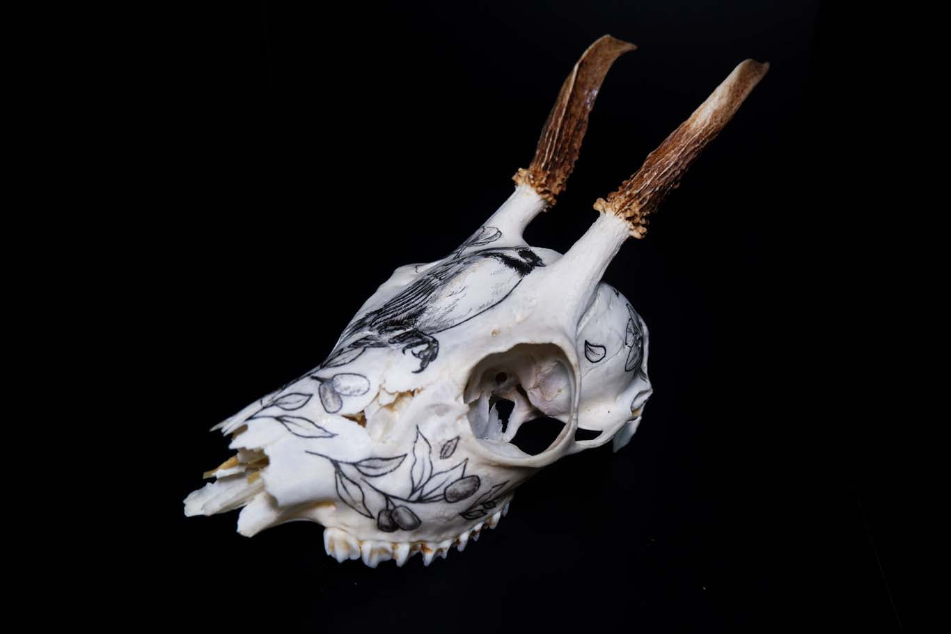 Deer Skull (Hand drawn)