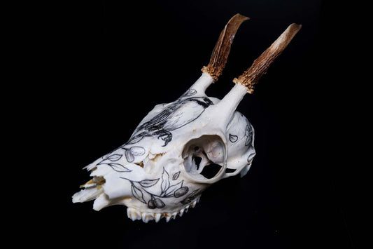 Deer Skull (Hand drawn)