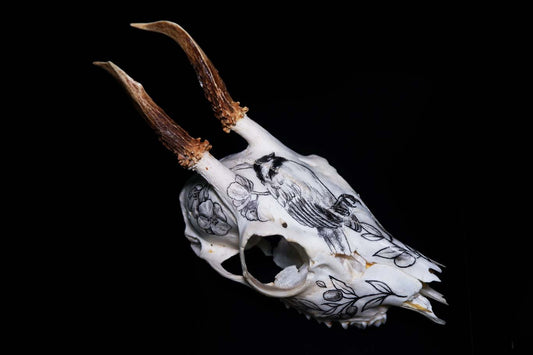 Deer Skull (Hand drawn)