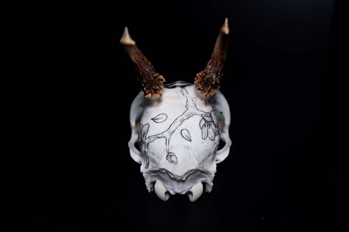Deer Skull (Hand drawn)