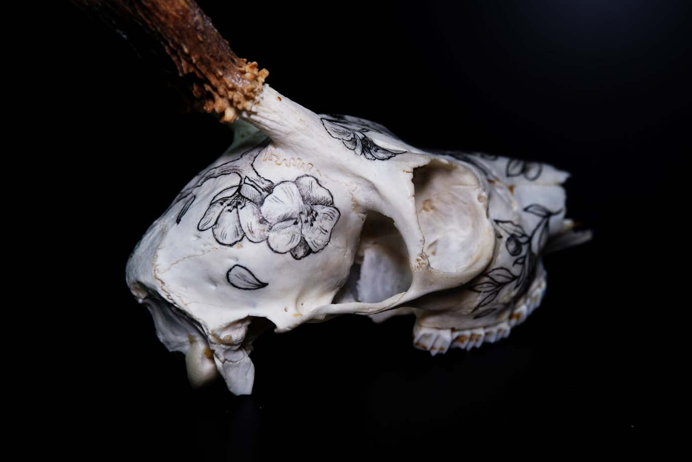 Deer Skull (Hand drawn)