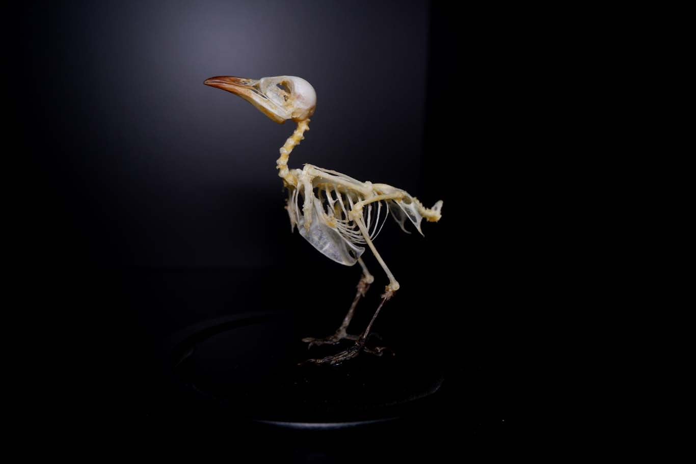 Pigeon Skeleton (adult)