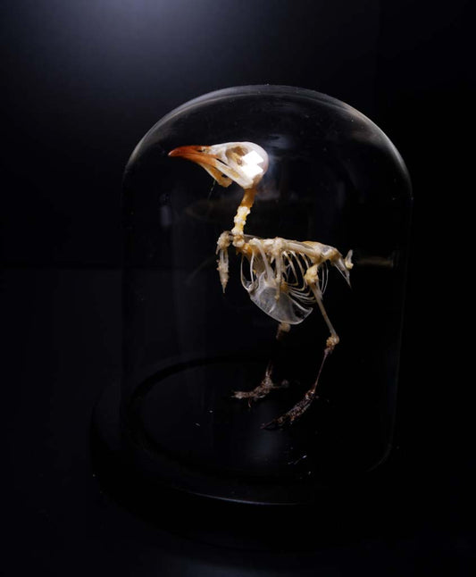 Pigeon Skeleton (adult)