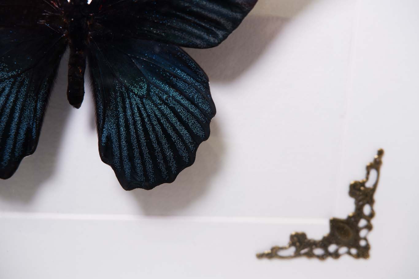 Great Mormon Butterfly Frame