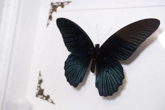 Great Mormon Butterfly Frame
