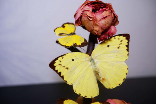 Yellow Butterfly Dome