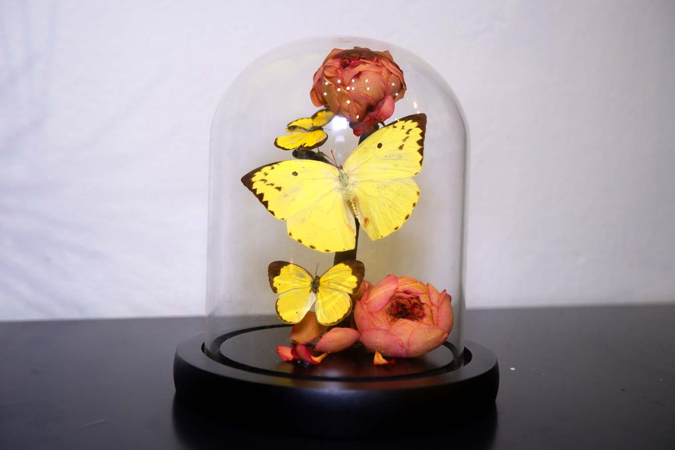 Yellow Butterfly Dome