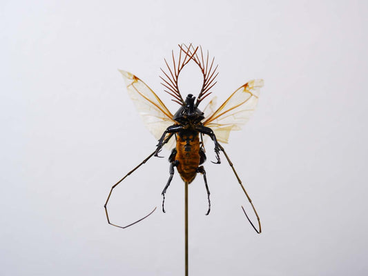 Chimera Taxidermy - Shogun Assassin Fairy