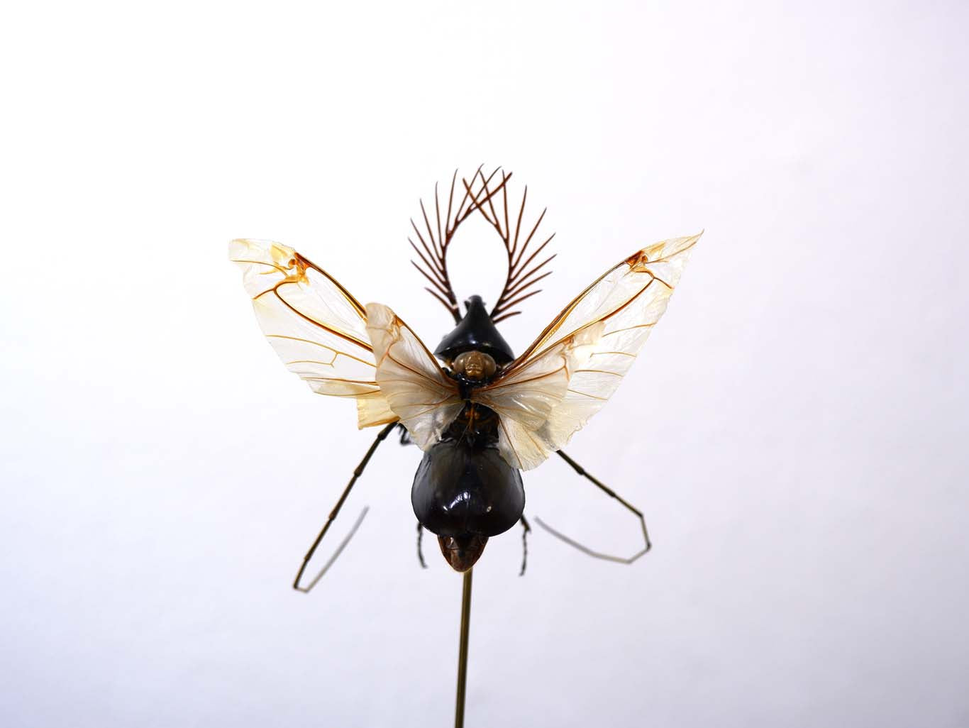 Chimera Taxidermy - Shogun Assassin Fairy