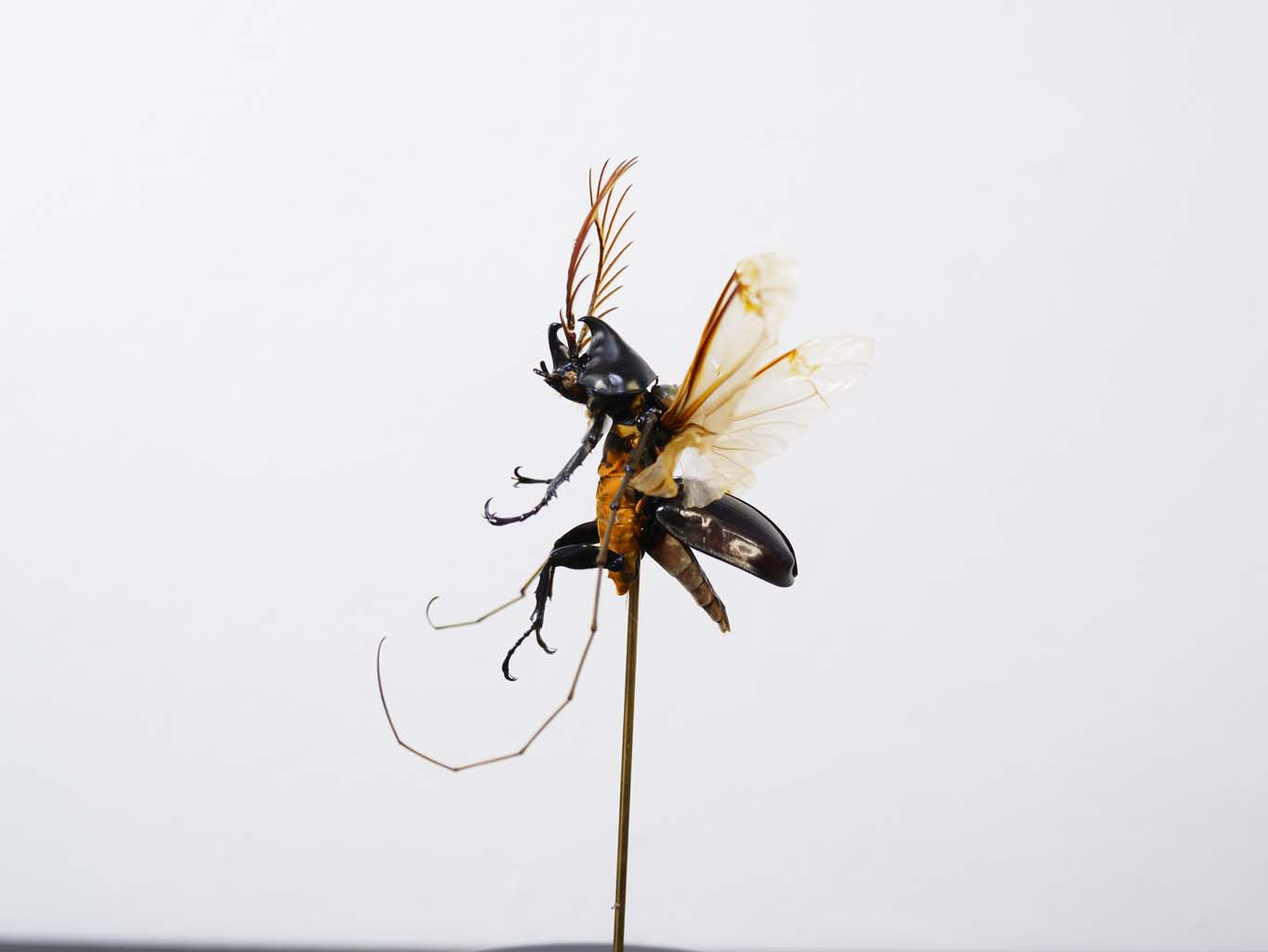 Chimera Taxidermy - Shogun Assassin Fairy