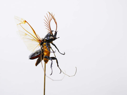 Chimera Taxidermy - Shogun Assassin Fairy