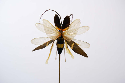 Chimera Taxidermy - Sunset Hunter Fairy