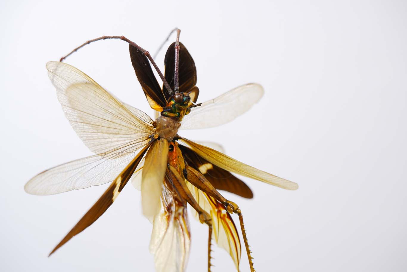 Chimera Taxidermy - Sunset Hunter Fairy