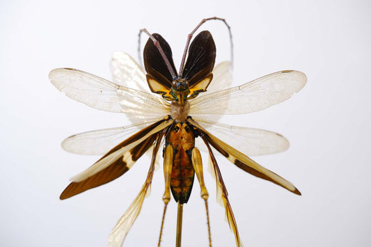 Chimera Taxidermy - Sunset Hunter Fairy