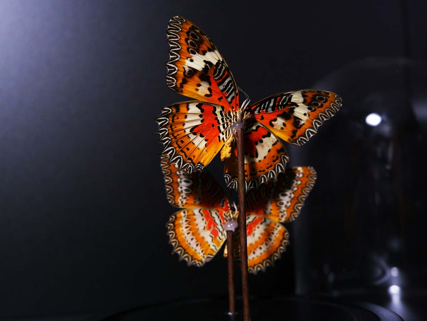 Leopard Lacewing Butterfly Dome